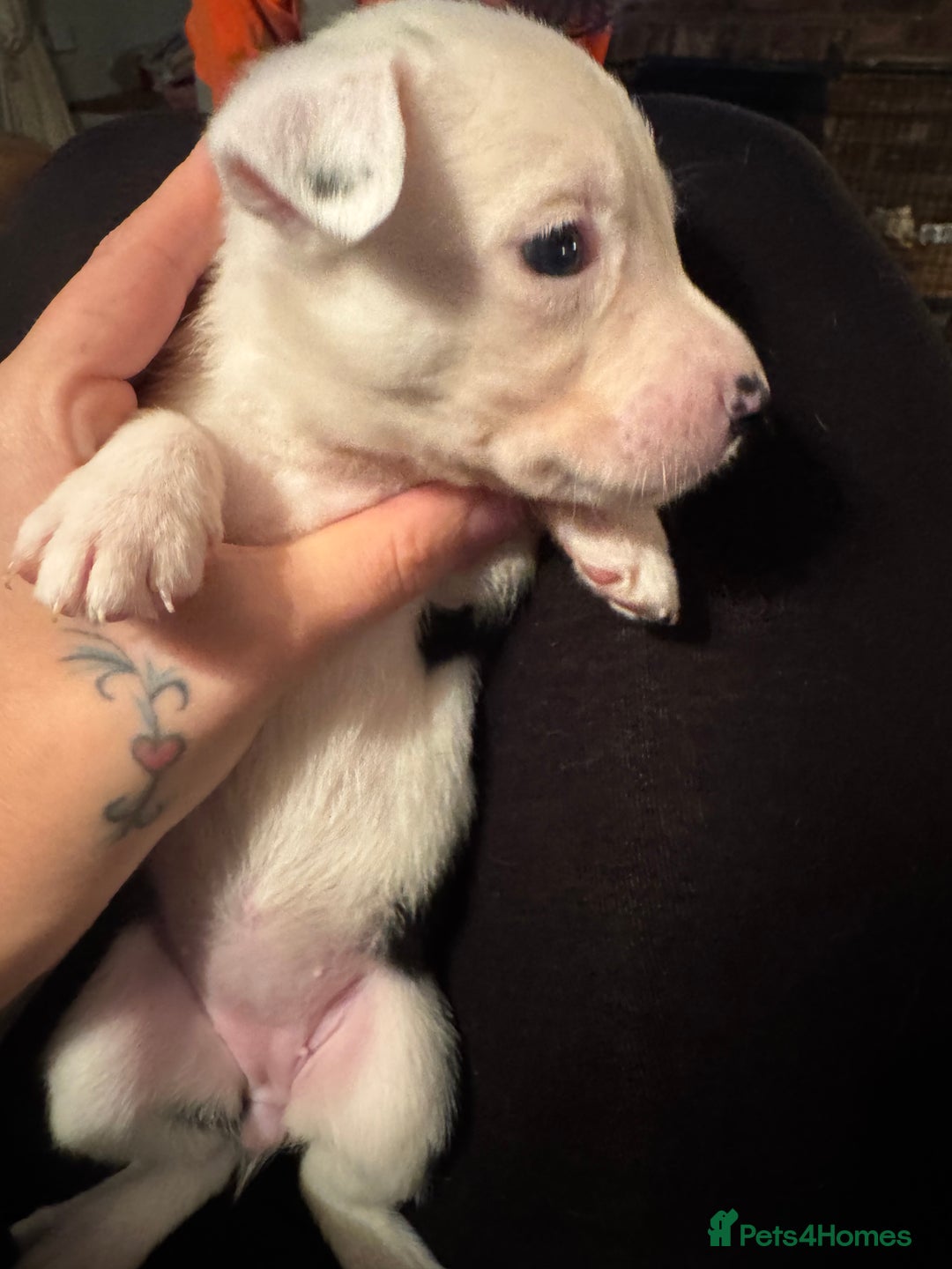 Mixed Breed dogs for sale: Pups for sale  - Advert 26