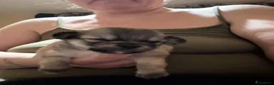 Chihuahua 3