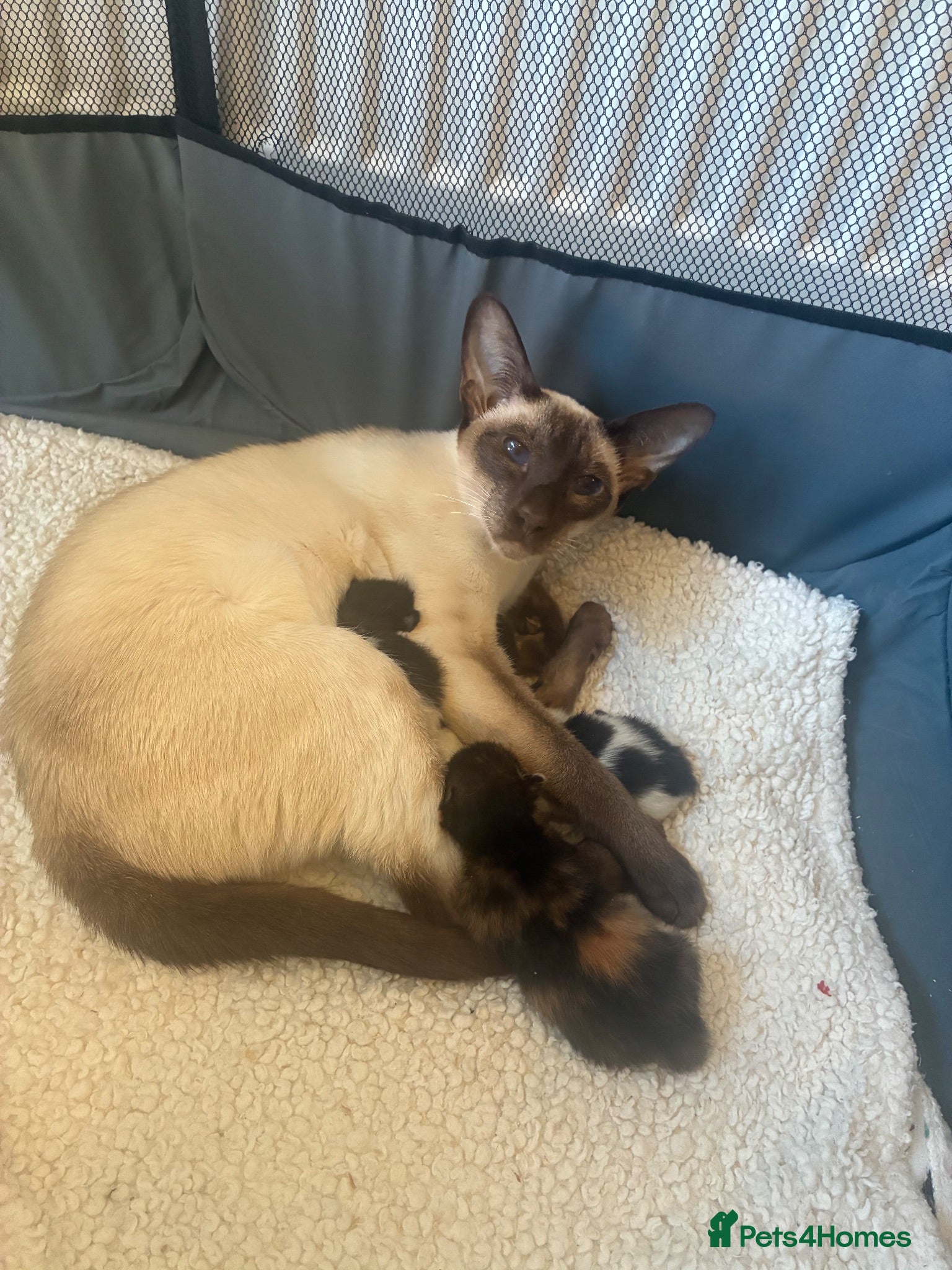 Mixed Breed cats Siamese mix breed - Advert 2
