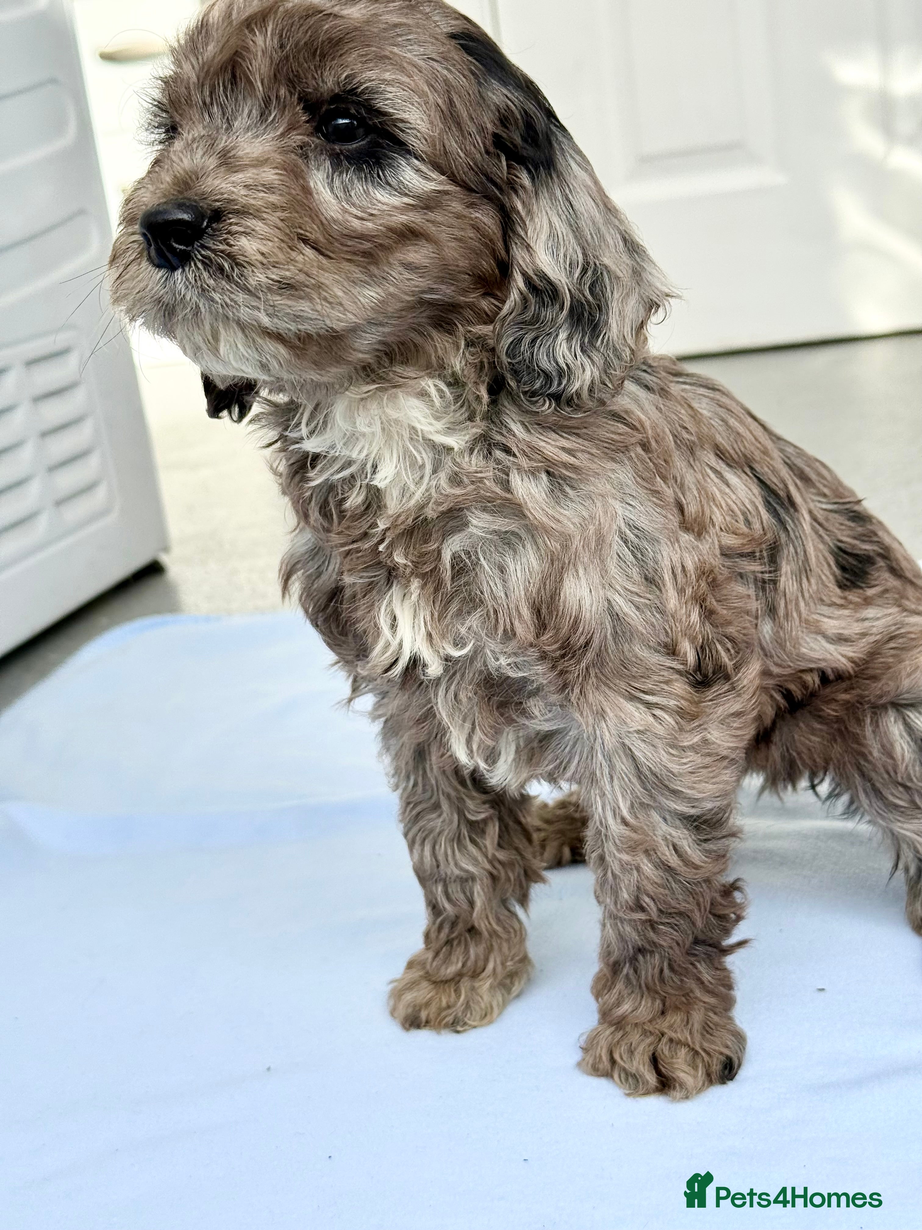 Cockapoo dogs BEAUTIFUL F1 COCKAPOO - Advert 17