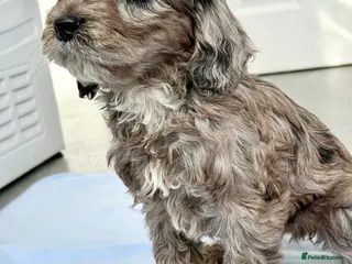 Cockapoo dogs BEAUTIFUL F1 COCKAPOO - Advert 17