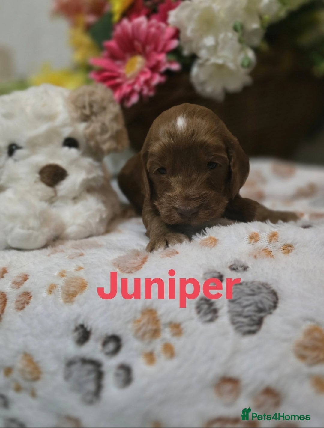 Cockapoo dogs for sale: Health tested cockerpoo F1 pups licensed Breeder  - Advert 22