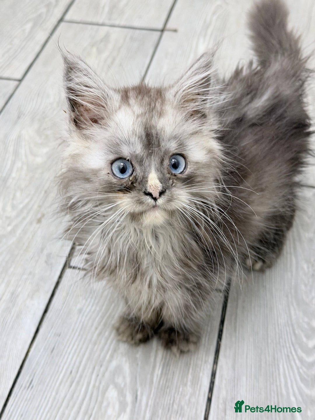 Maine Coon cats for sale: Maine coon kittens  - Advert 5
