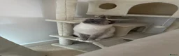 Ragdoll cats for sale: Loving Ragdoll Boy Looking For A Furrever Home - Advert 3
