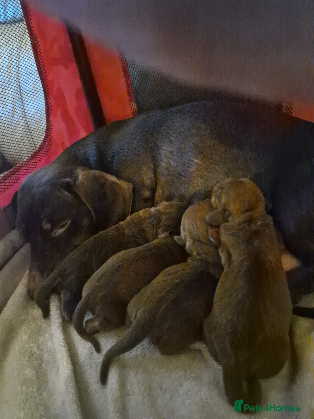 Miniature Dachshund dogs for sale: Miniature dachshund  - Advert 6