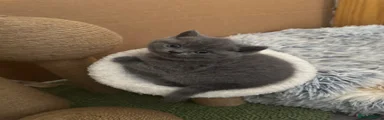 British Shorthair- Pink Collar- Grey Colouring 