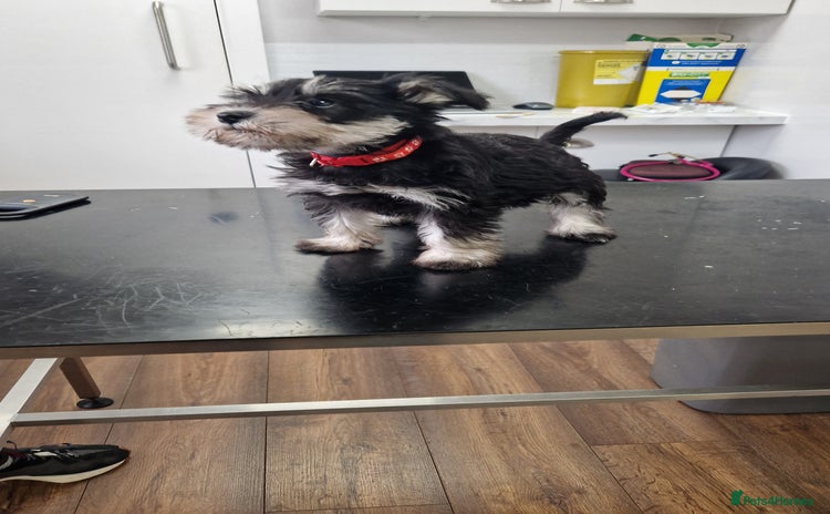 Miniature Schnauzer dogs - Advert 2