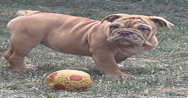 English Bulldog dogs - Advert 9