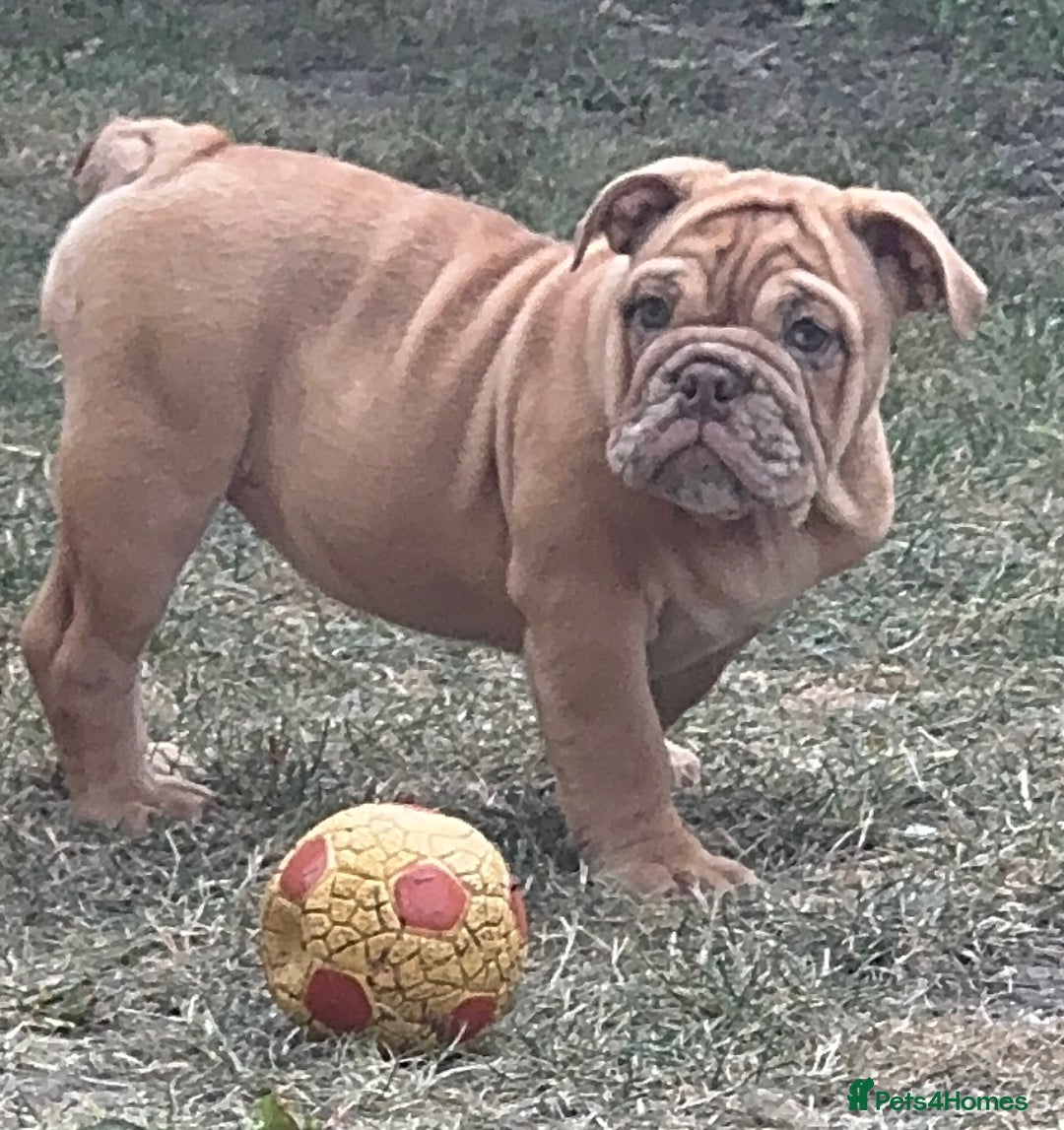English Bulldog dogs for sale: beautiful DWKC pups for sale  - Image 2
