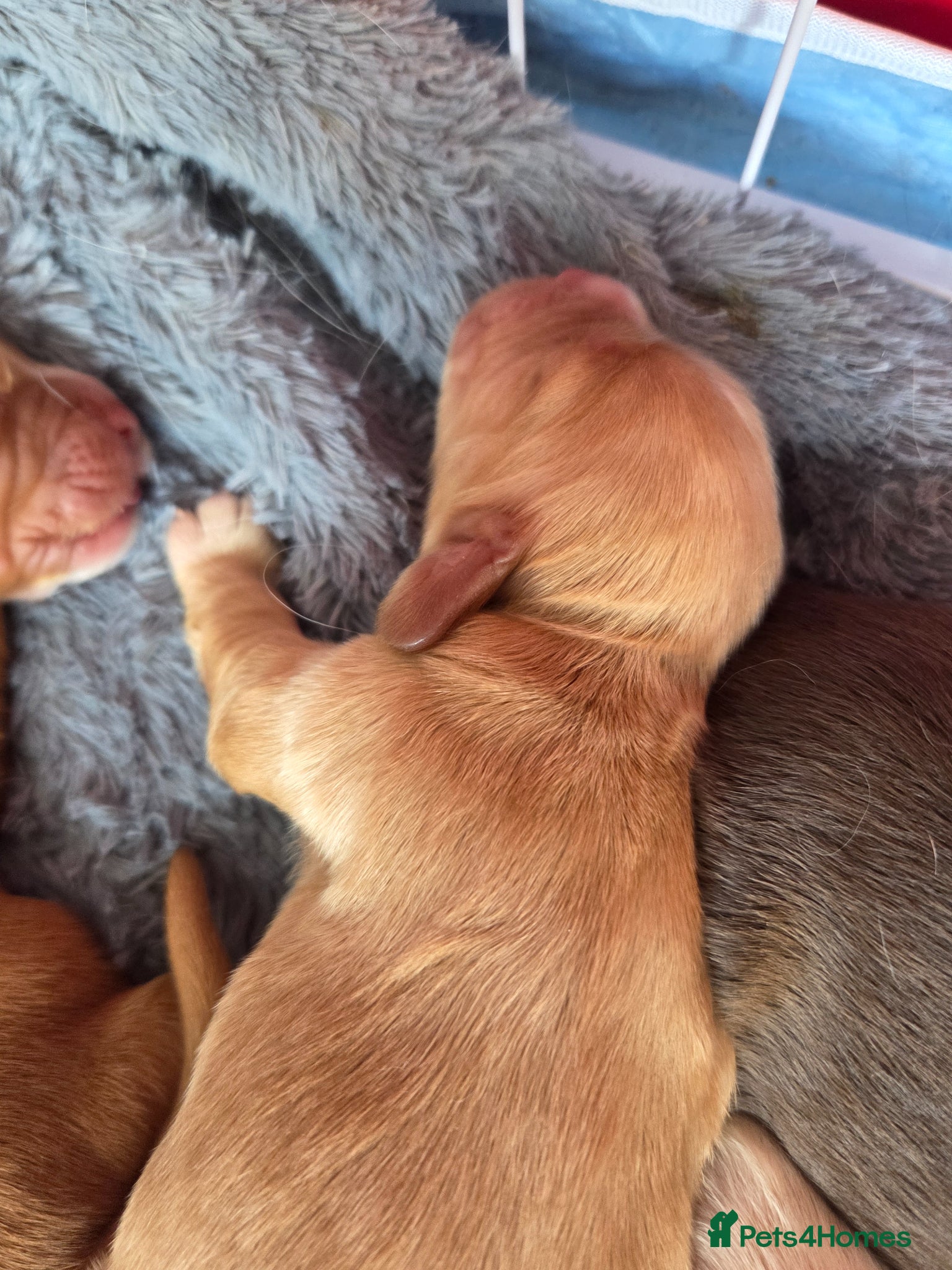 Cocker Spaniel dogs Cocker spaniel puppies - Advert 1