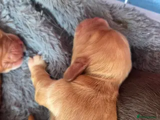 Cocker Spaniel dogs Cocker spaniel puppies - Advert 1