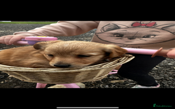 Miniature Dachshund dogs for sale: Miniature dachshund puppies  - Advert 5