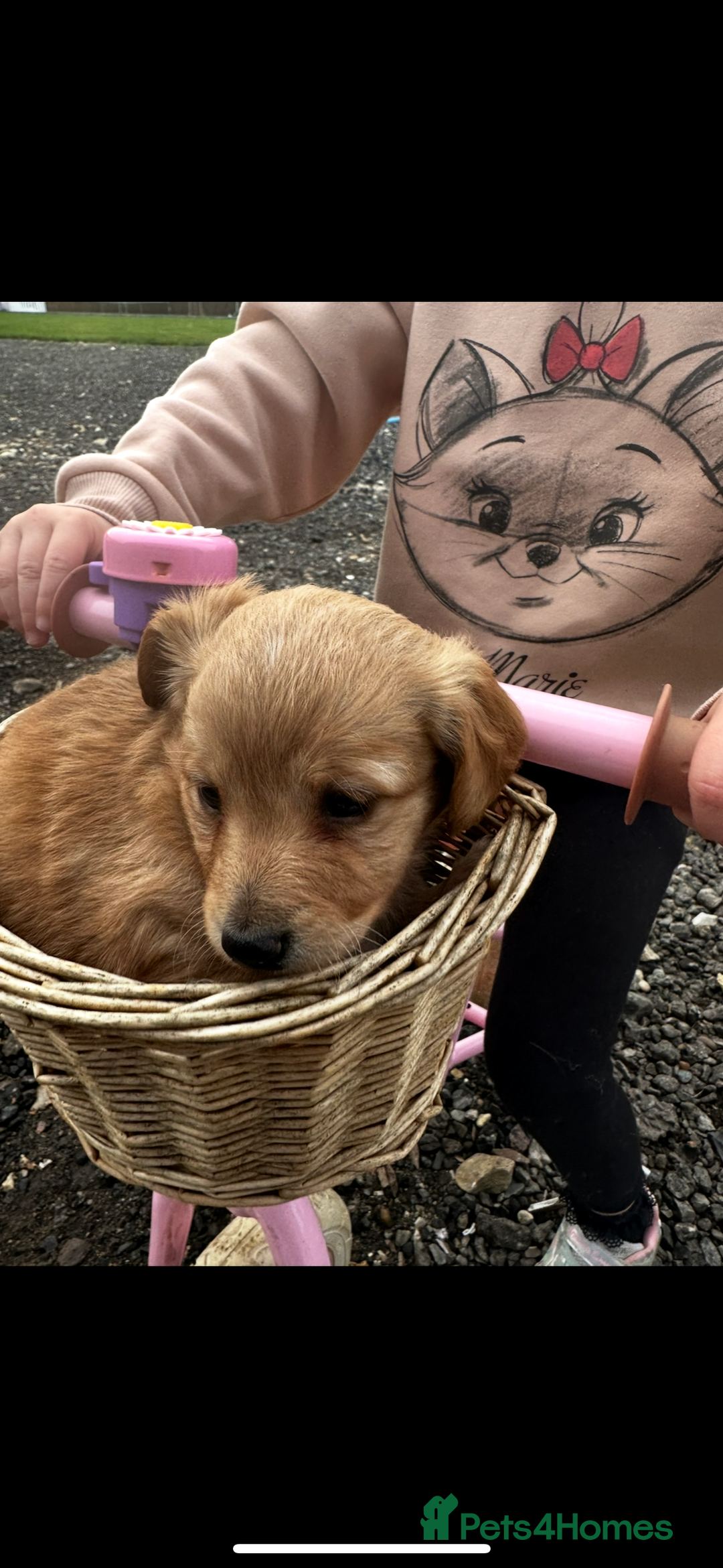 Miniature Dachshund dogs for sale: Miniature dachshund puppies  - Advert 5