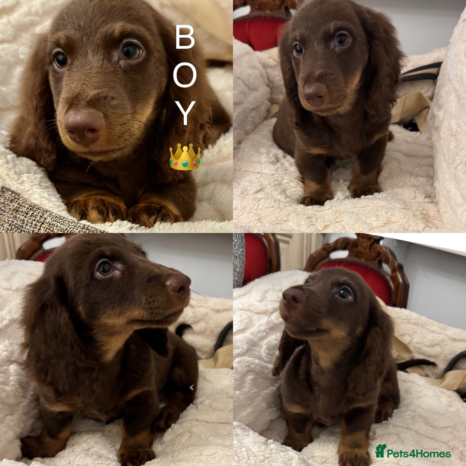 Miniature Dachshund dogs Dachshund miniature long hair  - Advert 2