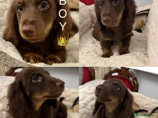 Miniature Dachshund dogs Dachshund miniature long hair - Advert 2