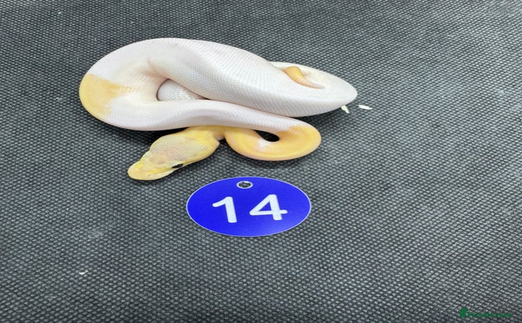 Python Snake reptiles - Advert 5