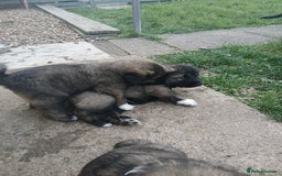 Caucasian Shepherd Dog dogs for sale: Caucasian shepherd puppies for sale  - Advert 4