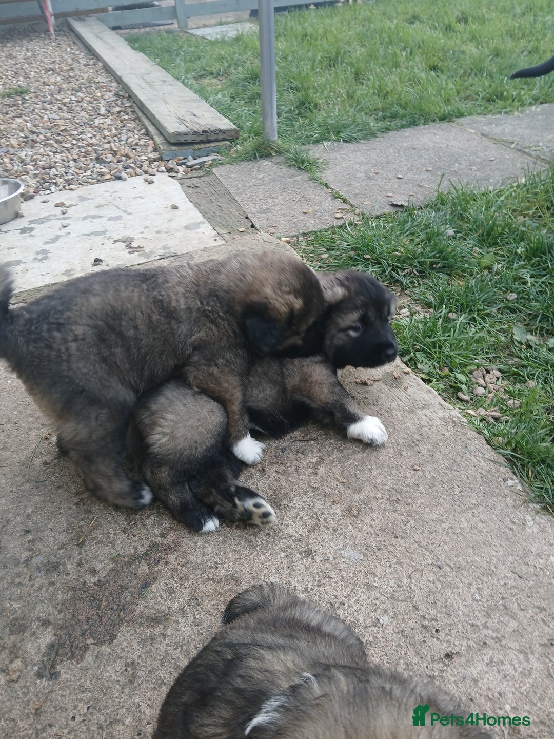 Caucasian Shepherd Dog dogs for sale: Caucasian shepherd puppies for sale  - Advert 4