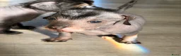 Mixed Breed dogs for sale: Chinese Crested - Advert 2