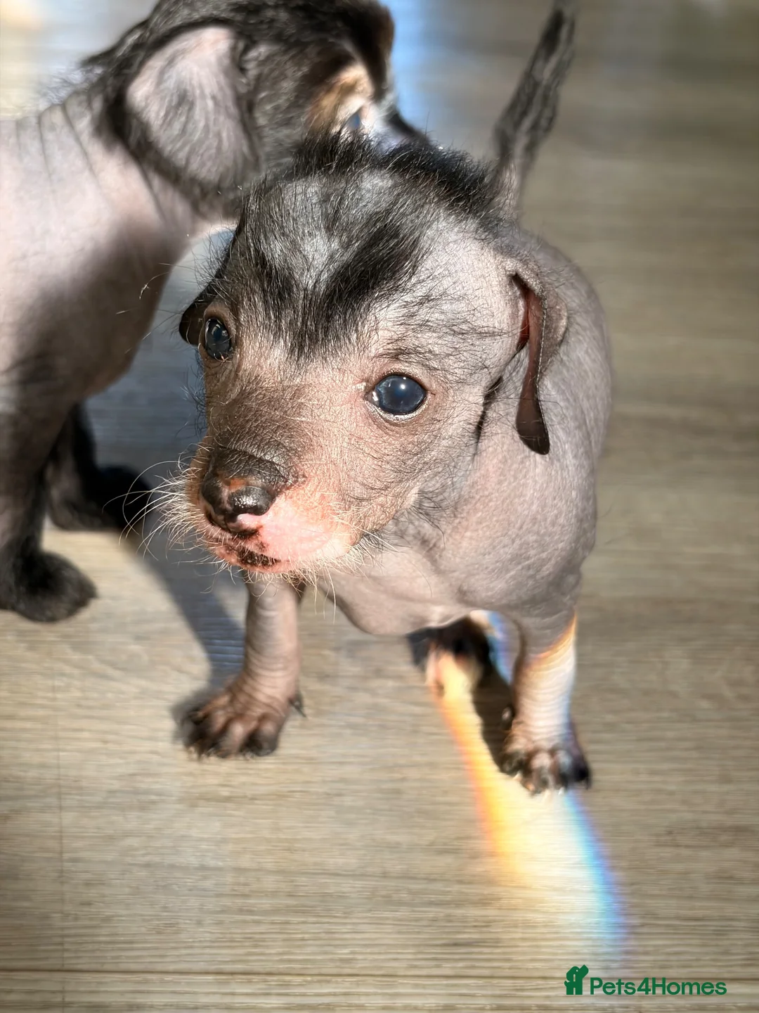 Mixed Breed dogs for sale: Chinese Crested - Advert 2