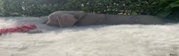 Weimaraner dogs for sale: 💫Reduced Price KC Litter💫 - Advert 24