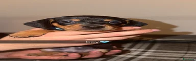 Dachshund 2