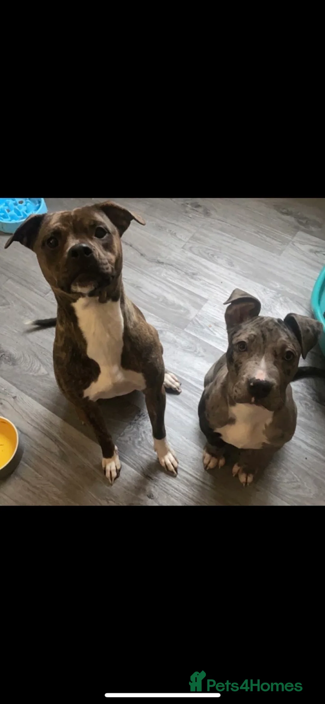 Mixed Breed dogs for sale: Beautiful girl looking for her forever home !  - Advert 4