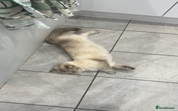 Munchkin cats for sale: Golden with white minute - Image 4