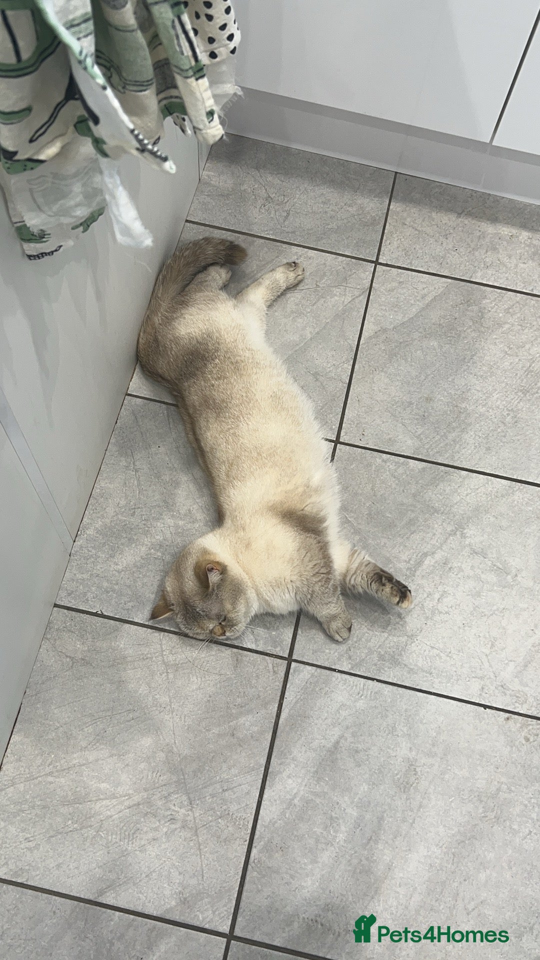 Munchkin cats for sale: Golden with white minute - Image 4