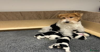 Fox Terrier dogs - Advert 5