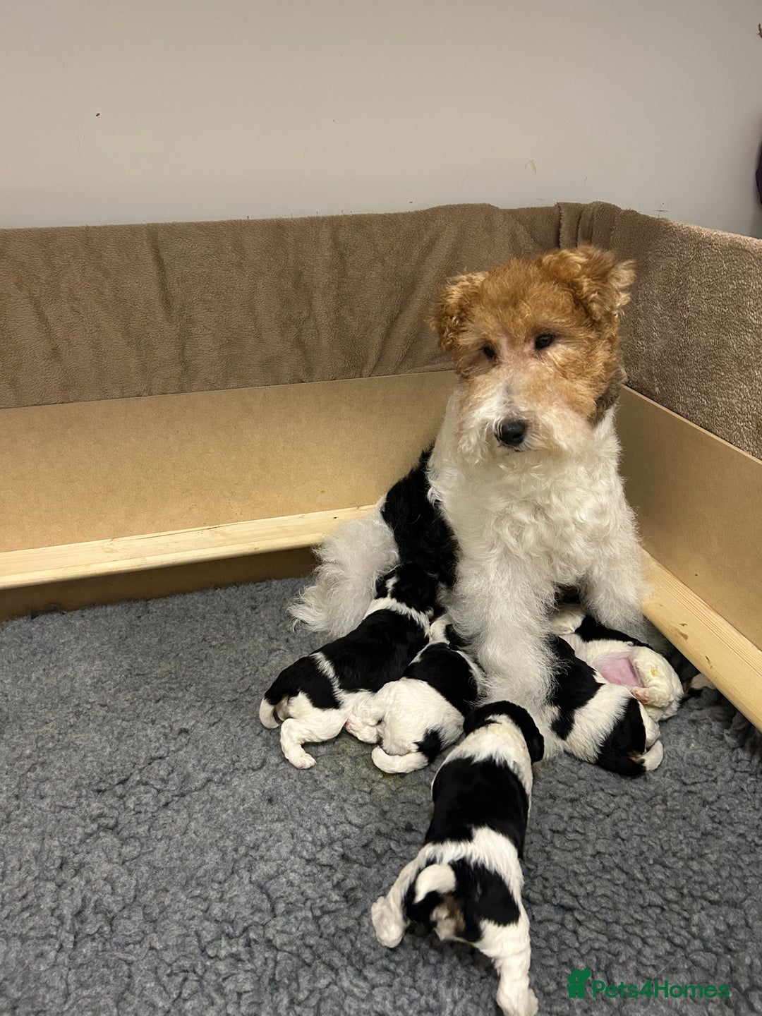 Fox Terrier dogs for sale: Stunning VDEGS Clear Wire Haired Fox Terriers - Image 2