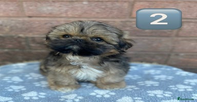 Shih Tzu dogs - Advert 15
