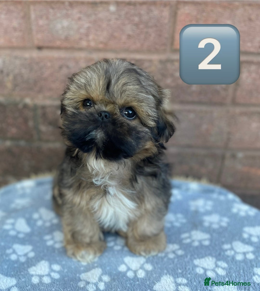 Shih Tzu dogs for sale: KC Registered Imperial Shih Tzu boys.  - Image 3