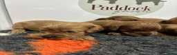 Cavapoo dogs for sale: 🌟 Beautiful Cavapoo puppies 🌟 - Advert 4