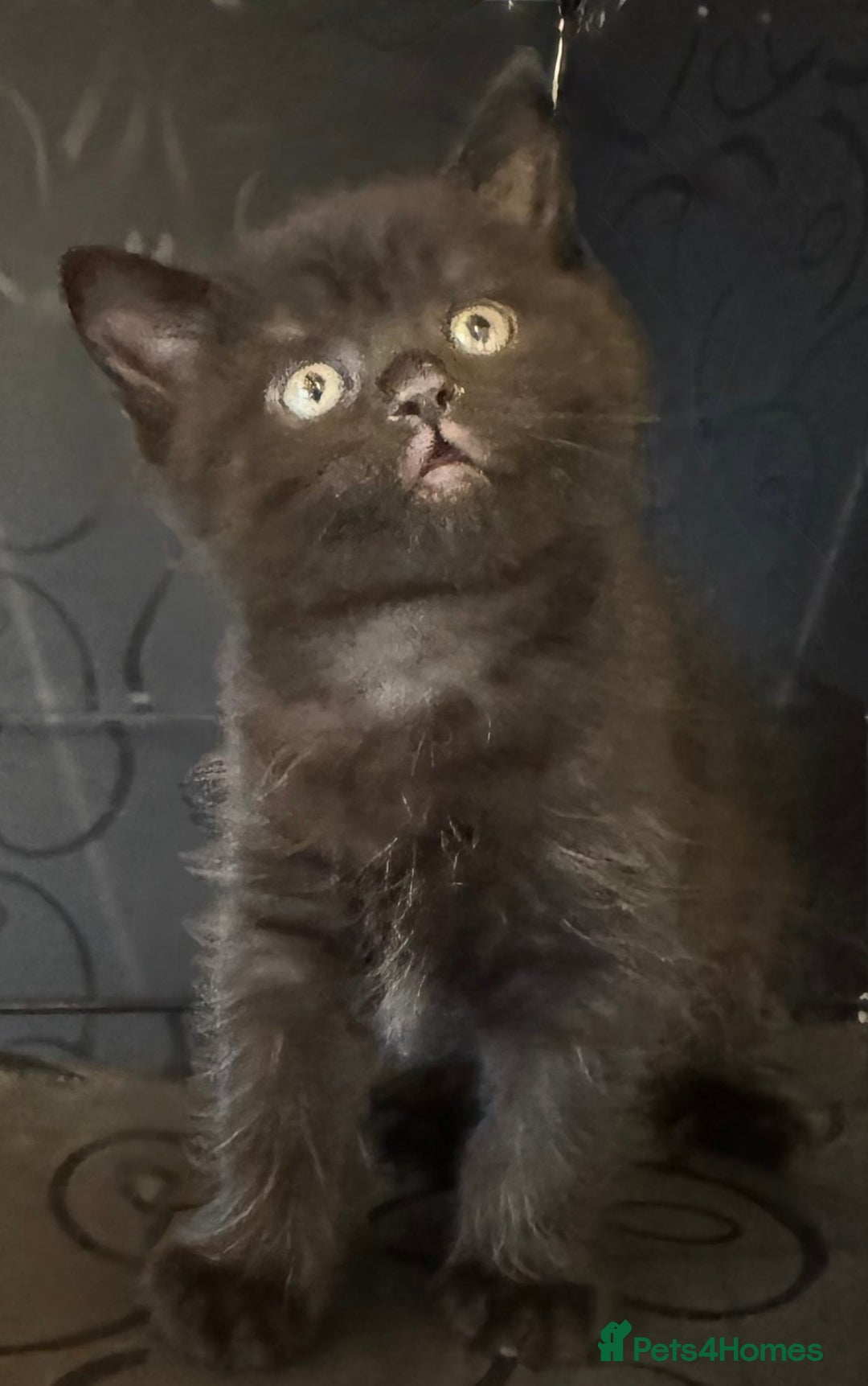 British Shorthair cats for sale: British shorthair kitten - Advert 1