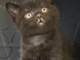 British Shorthair cats British shorthair kitten - Advert 3