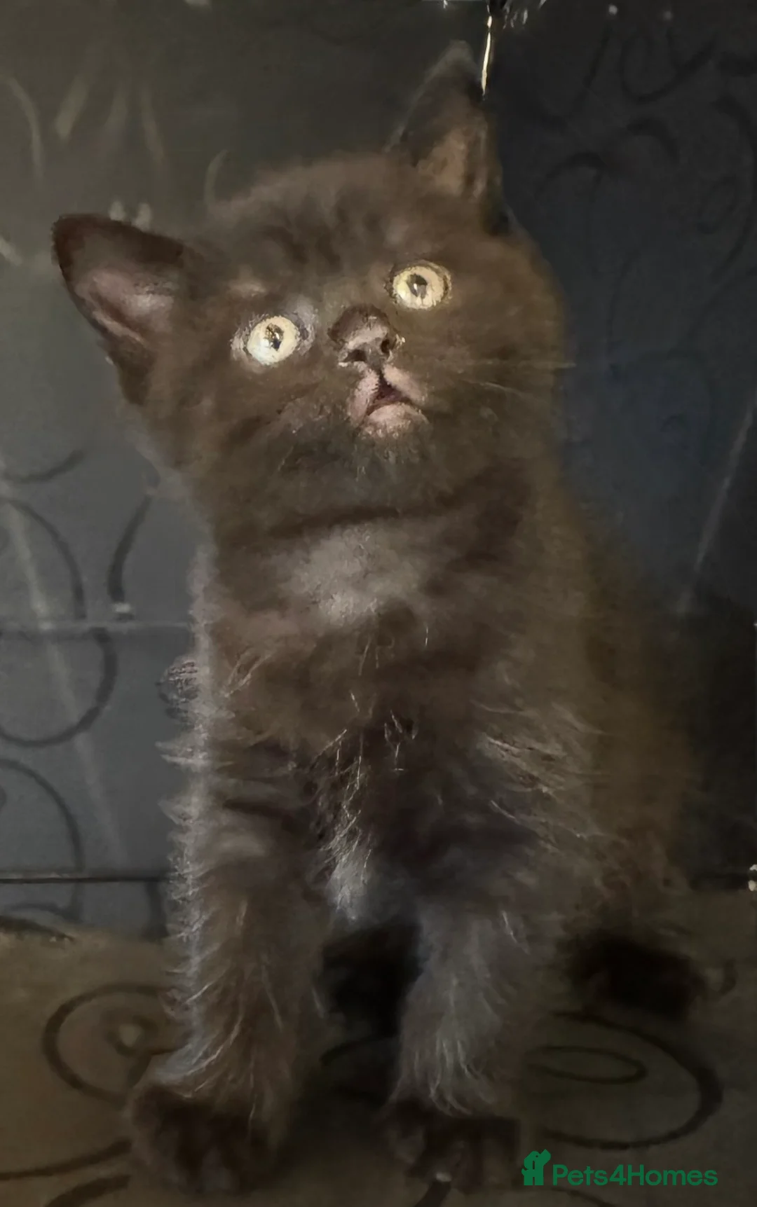 British Shorthair cats for sale: British shorthair kitten - Advert 1