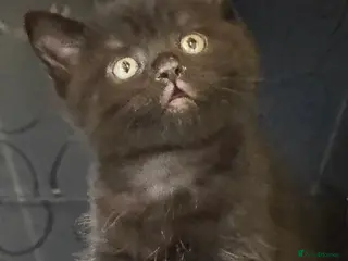 British Shorthair cats British shorthair kitten - Advert 4