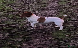 Jack Russell dogs for stud: JRT Stud - Image 3