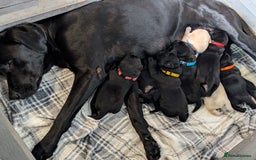 Labrador Retriever dogs for sale: Labrador puppies - (5 weeks free insurance) - Image 4
