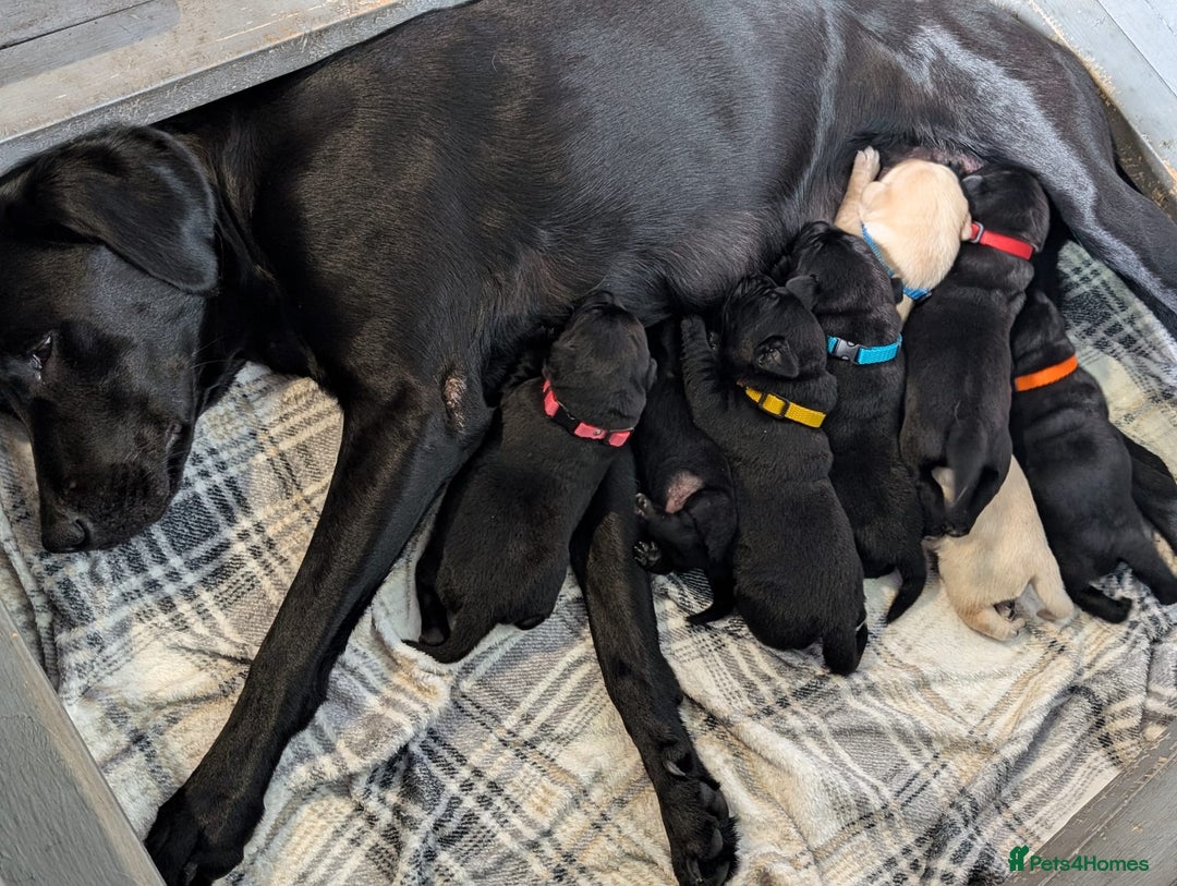 Labrador Retriever dogs for sale: Labrador puppies - (5 weeks free insurance) - Image 4