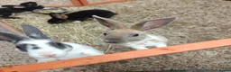 Rex rabbits for sale: Mini Rex Rabbits  - Advert 15