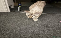 Bengal cats for sale: Snow Lynx Bengal - Image 8