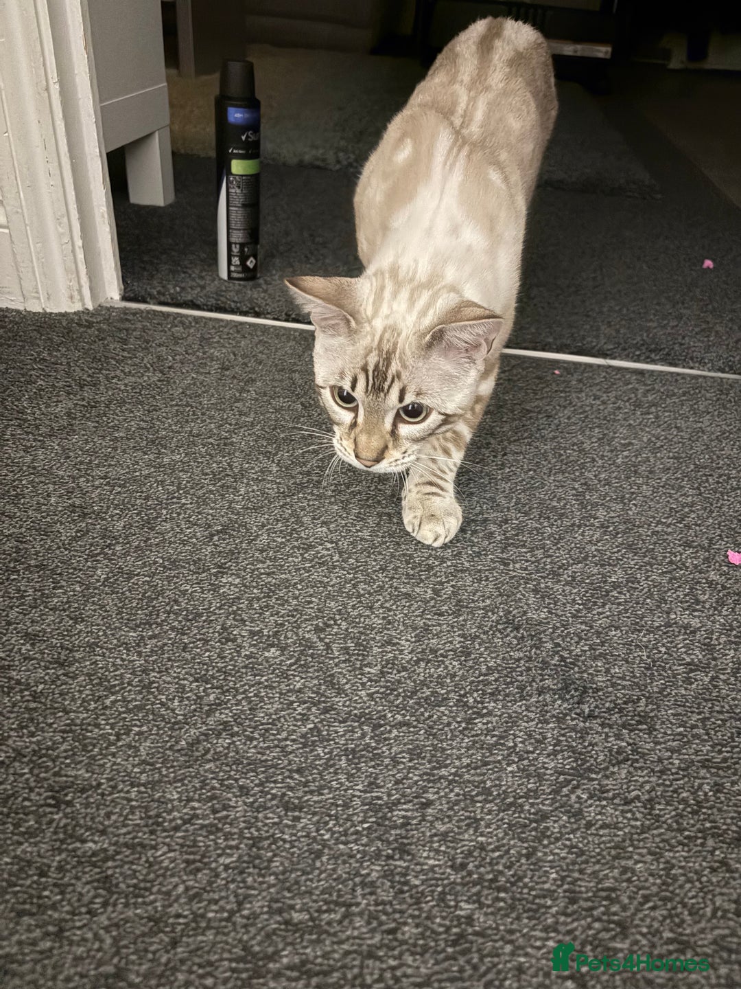 Bengal cats for sale: Snow Lynx Bengal - Image 8