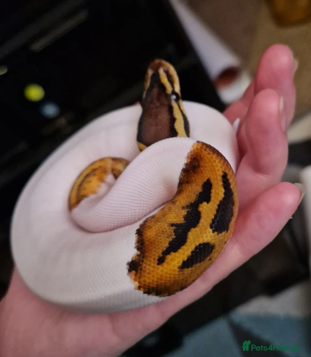 Mixed Breed reptiles for sale: Various snakes for sale - Advert 2