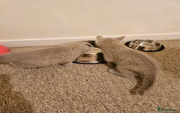 British Shorthair cats for sale: British shorthair kittens  - Image 5