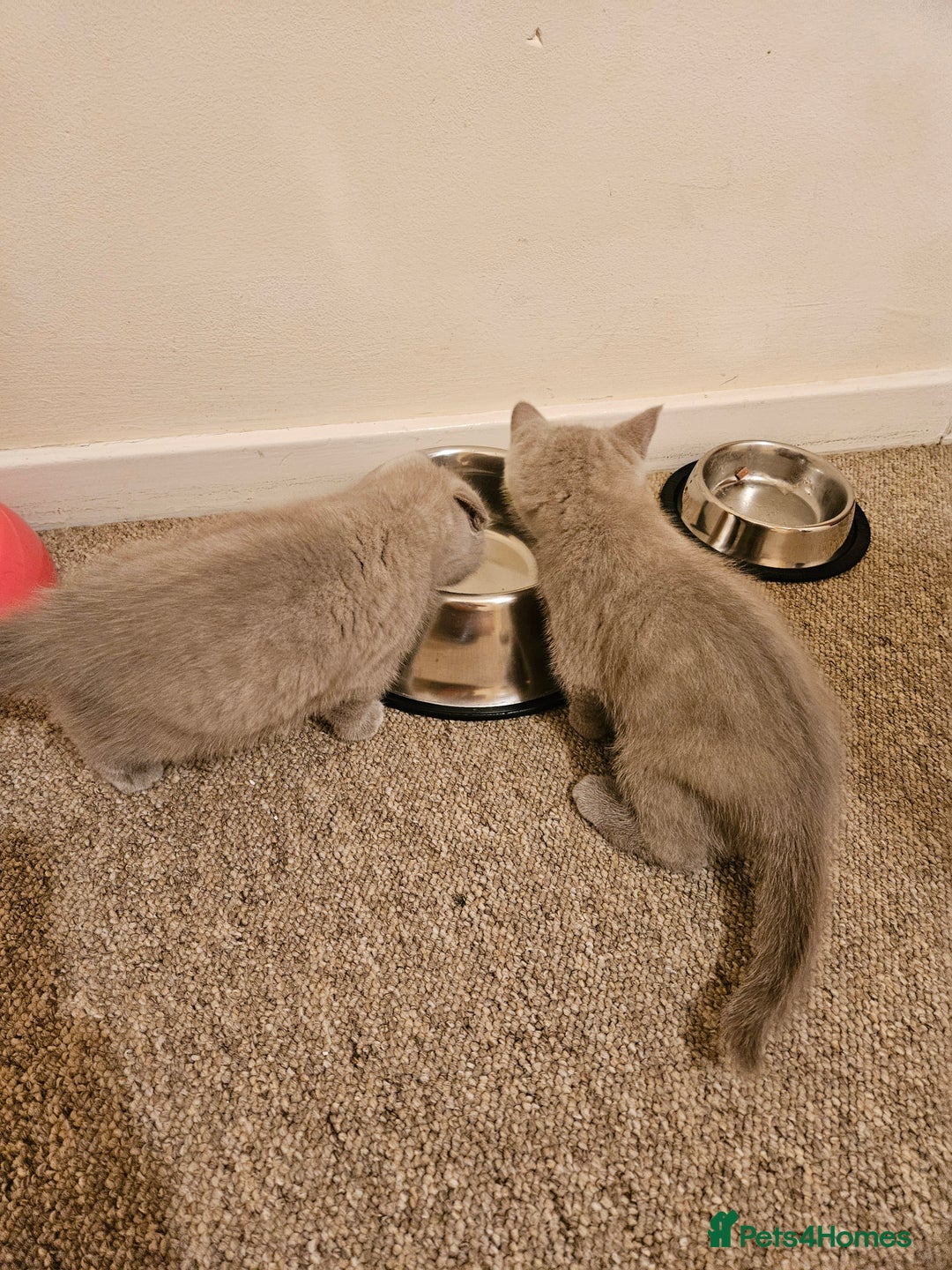 British Shorthair cats for sale: British shorthair kittens  - Image 5