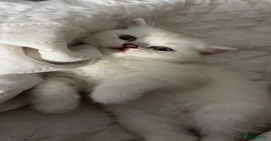 Scottish Fold cats - Advert 13