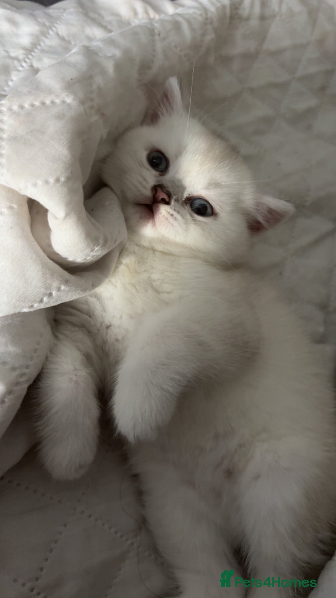 Scottish Fold cats for sale: Scottish Straight  - Image 2