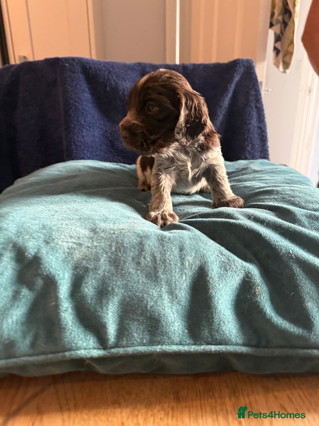 Cocker Spaniel dogs for sale: KC Registered Show Cockers - Image 20